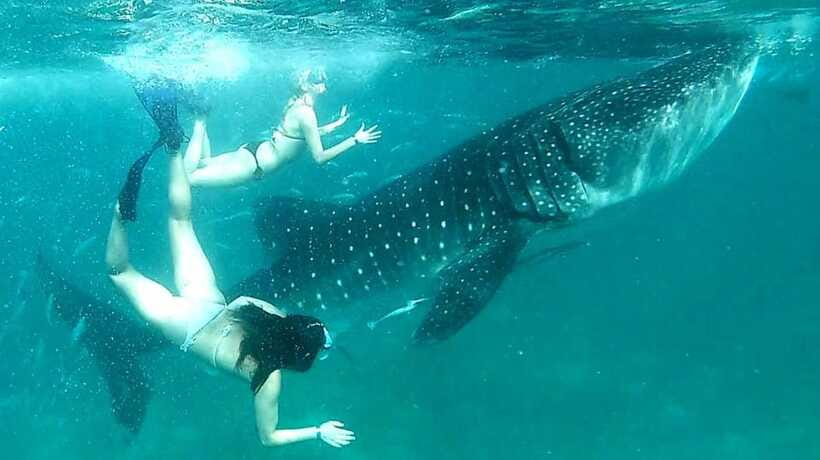 Cebu: Whale Sharks, Ka-Treasure Water Terraces & Simala Tour - Ka-Treasure Water Terraces Require Realistic Expectations