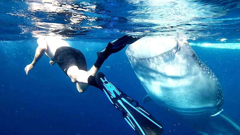 Cebu: Whale Sharks, Ka-Treasure Water Terraces & Simala Tour - The 2:00 to 3:00 AM Pickup Sets the Tone