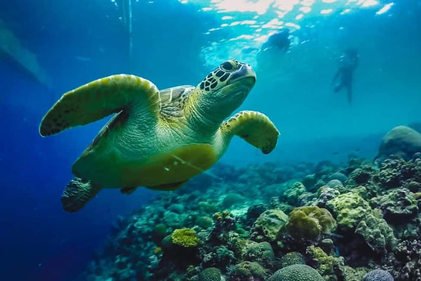 Cebu: Whale Sharks, Kawasan Falls, & Sardines Run Snorkeling - Who will enjoy this most