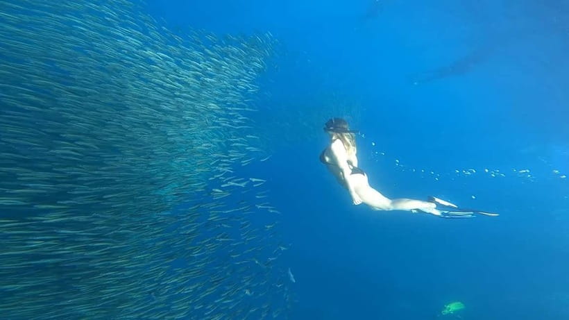 Cebu: Whale Sharks, Kawasan Falls, & Sardines Run Snorkeling - Why this Cebu day trip works