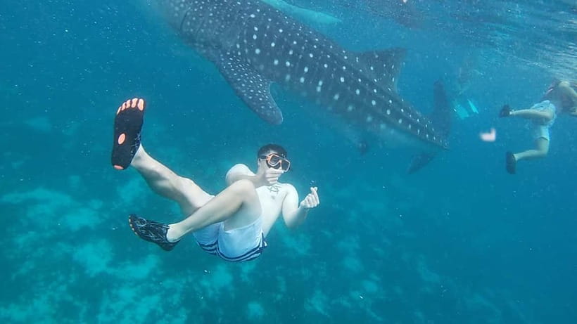 Cebu: Whale Sharks, Kawasan Falls, & Sardines Run Snorkeling - Oslob whale sharks: impressive but crowded