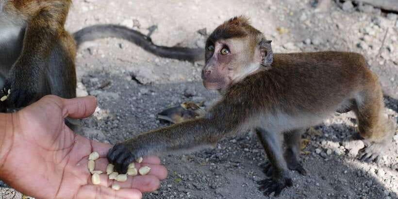 Cebu: Whale Sharks, Tumalog Falls, and Monkey Sanctuary Tour - Meeting monkeys at the sanctuary