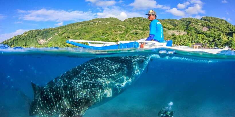 Cebu: Whale Sharks, Tumalog Falls, and Monkey Sanctuary Tour - Who will enjoy this Oslob outing most