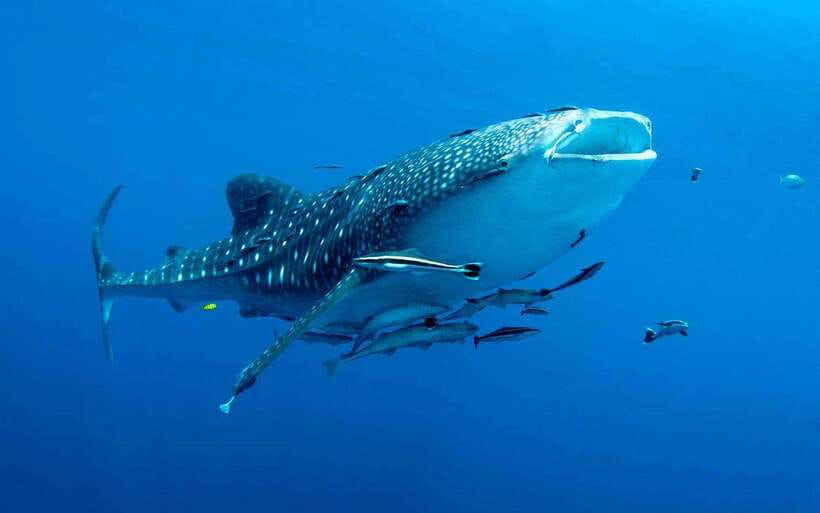 Cebu: Whale Sharks, Tumalog Falls, and Monkey Sanctuary Tour - Meeting Oslob’s whale sharks