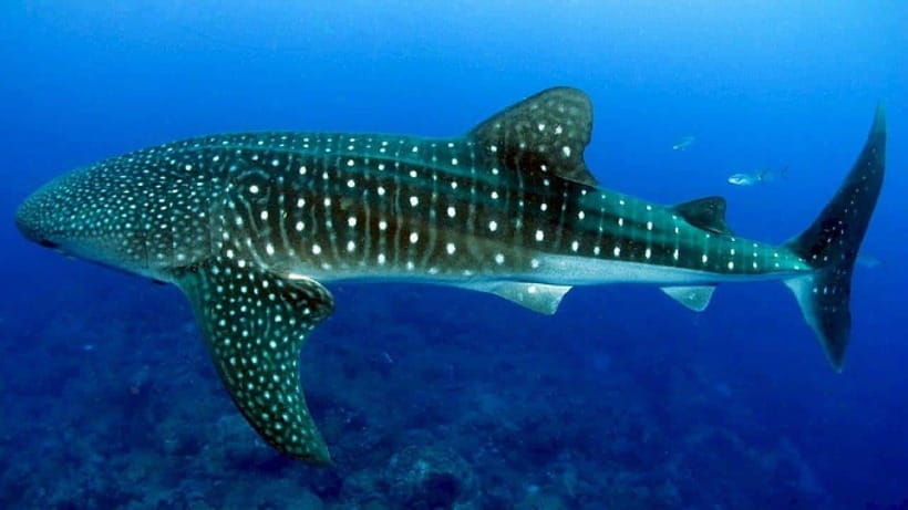 Cebu: Whaleshark Encounter, Sumilon Sandbar & Tumalog Falls - Oslob whale sharks: a brief, tightly managed encounter