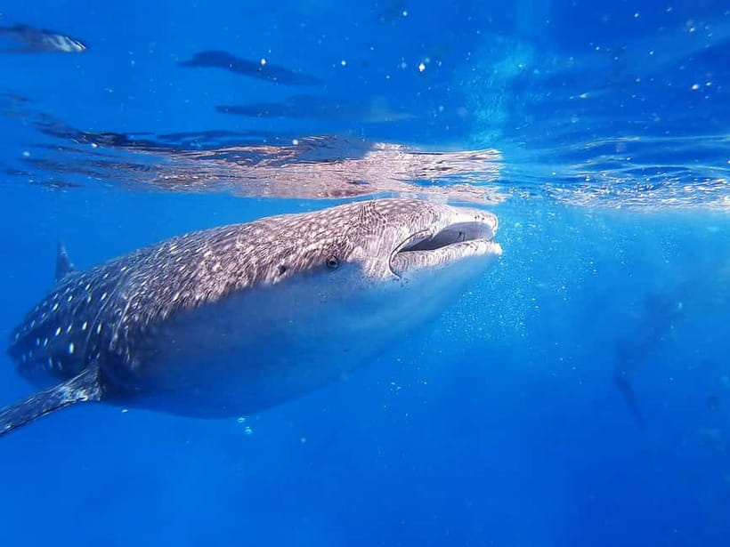 Cebu: Whaleshark Encounter, Sumilon Sandbar & Tumalog Falls - Tumalog Falls after the sea