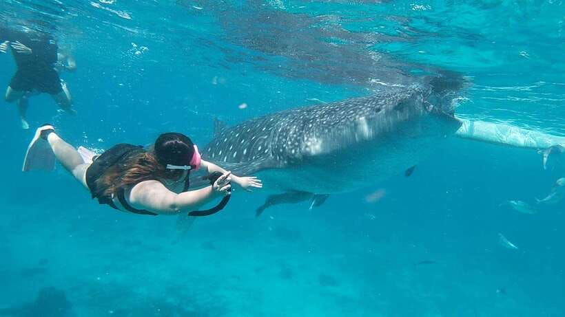 Cebu: Whaleshark Encounter, Tumalog Falls & Sumilon Sandbar - Why this Cebu day trip works