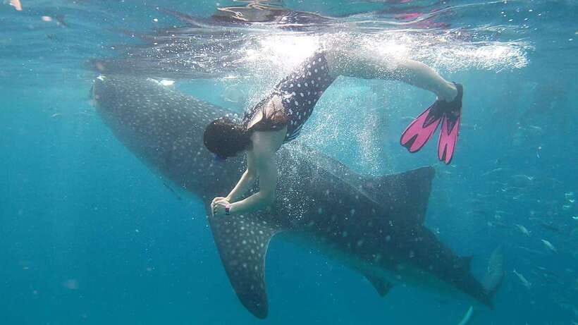 Cebu: Whaleshark Encounter, Tumalog Falls & Sumilon Sandbar - The 30-minute whale shark swim in Oslob
