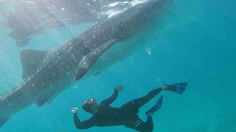 Cebu: Whaleshark Encounter, Tumalog Falls & Sumilon Sandbar - The long road to Oslob