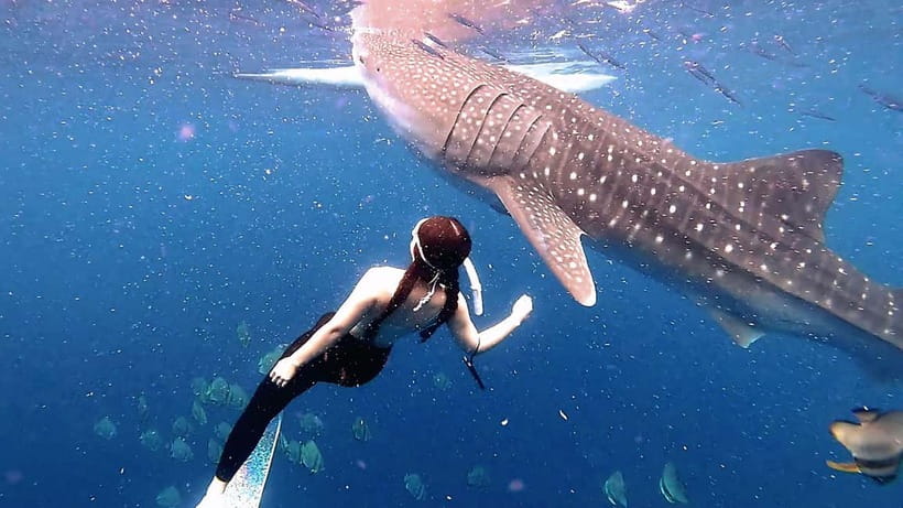 Cebu: Whaleshark Swimming & Kawasan falls Canyoneering Tour - The real cost of a one-day Cebu adventure
