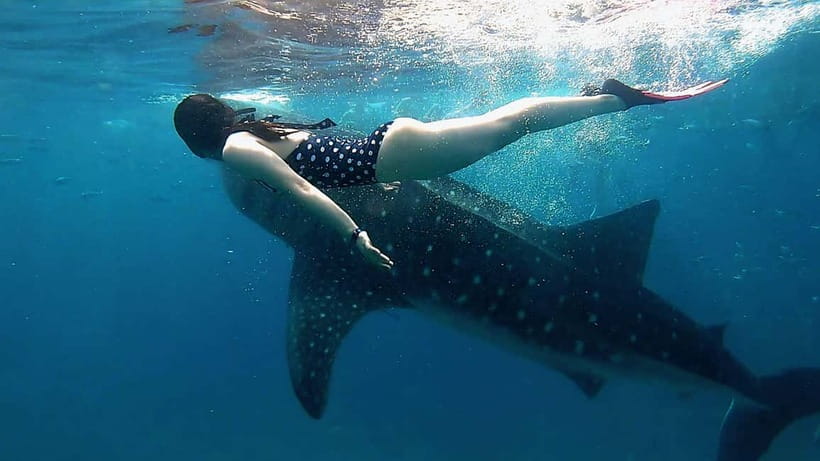Cebu: Whaleshark Swimming & Kawasan falls Canyoneering Tour - Oslob whale sharks: beautiful, organized, and busy