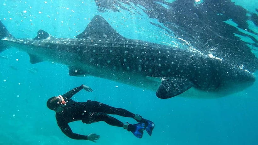 Cebu: Whaleshark Swimming & Kawasan falls Canyoneering Tour - Three hours through the Kawasan canyon