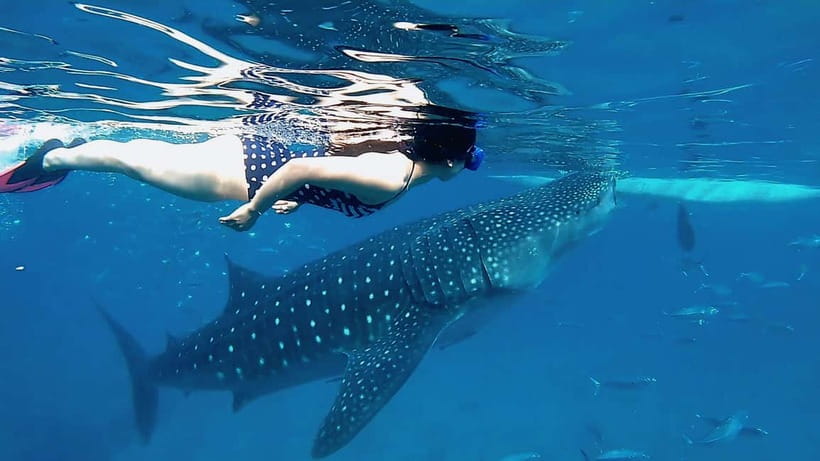 Cebu: Whaleshark Swimming & Kawasan falls Canyoneering Tour - The 2:00 AM to 4:00 AM hotel pick-up