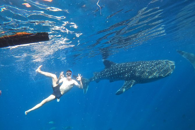 Cebu Whaleshark Tour - Key points at a glance