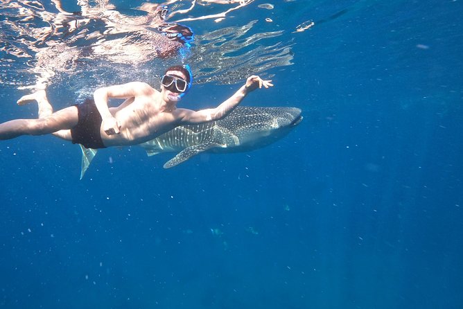 Cebu Whaleshark Tour - Why this Cebu tour takes nearly the whole day
