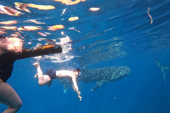 Cebu Whaleshark Tour - Sumilon Island adds room to slow down