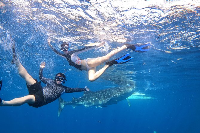 Cebu Whaleshark Tour - Is $130 a fair price for the full day?