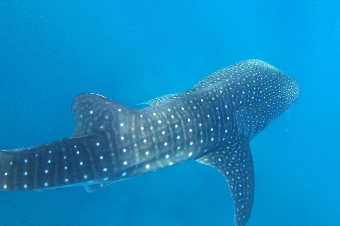 Cebu Whaleshark Tour - Who should book this southern Cebu day trip?