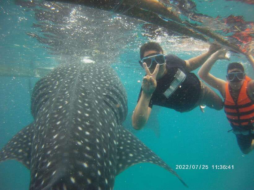 Cebu: WhaleShark , Tumalog Falls, & Sardine Run Snorkeling - Key points to know before booking