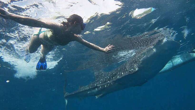 Cebu: WhaleShark , Tumalog Falls, & Sardine Run Snorkeling - Simple ways to prepare for the day