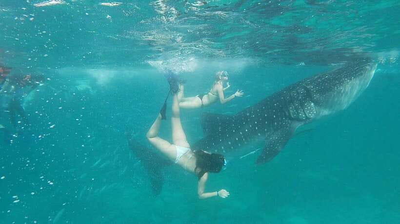 Cebu: WhaleShark , Tumalog Falls, & Sardine Run Snorkeling - Breakfast breaks up the early morning