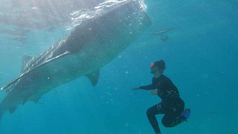 Cebu: WhaleShark , Tumalog Falls, & Sardine Run Snorkeling - Moalboal’s sardine school is the underwater finale