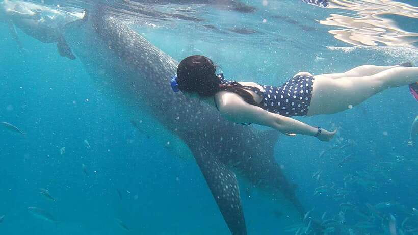 Cebu: WhaleShark , Tumalog Falls, & Sardine Run Snorkeling - Private transport helps, but the long road day matters