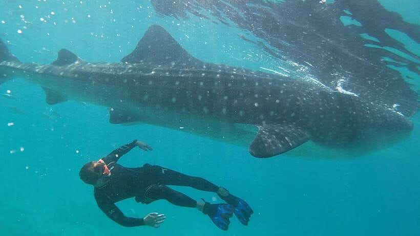 Cebu: WhaleShark , Tumalog Falls, & Sardine Run Snorkeling - The Oslob whale shark session starts before sunrise