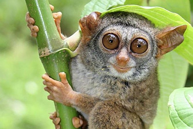 Chocolate hills tour with Tarsier & Loboc river Buffet Lunch (half-day tour) - What the private guide adds