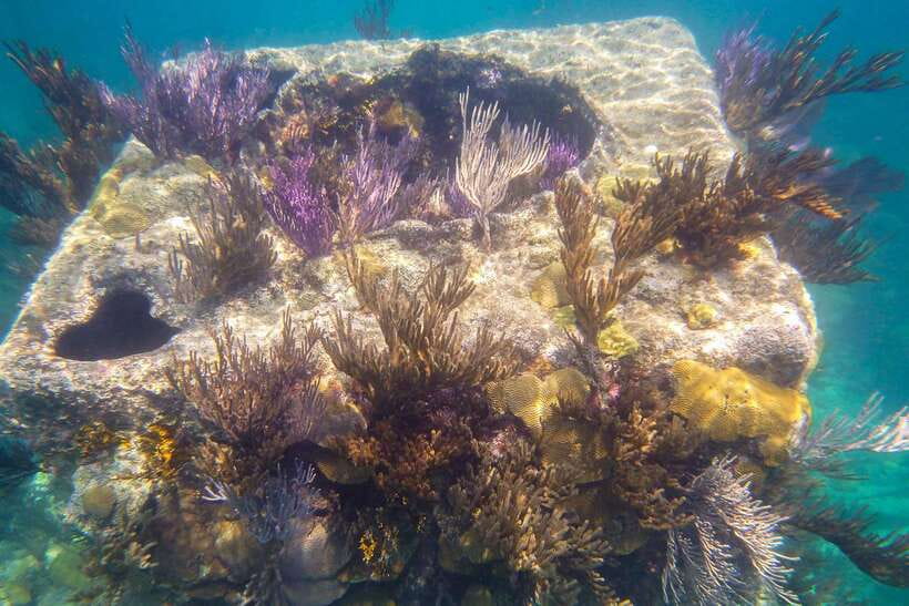 Coron: Coastal Cliffs, Beach & Malcapuya Island Hopping Tour - Lunch on the islands: simple, local, and practical