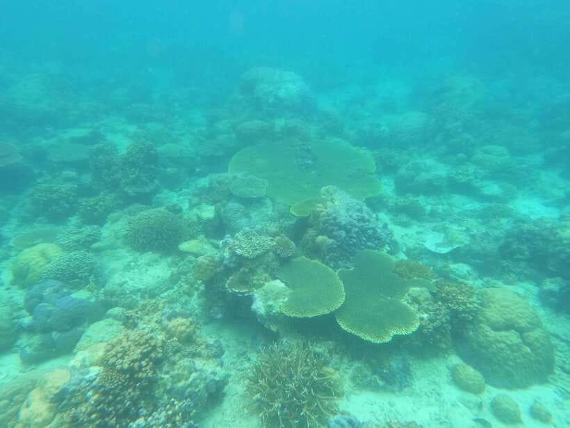 Coron: Dugong Watching with Sea Turtle and Coral Garden tour - The most important things to know