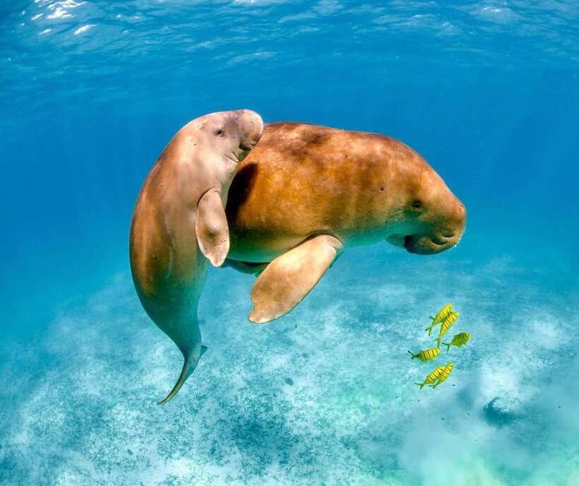 Coron: Dugong Watching with Sea Turtle and Coral Garden tour - Why this dugong trip is special