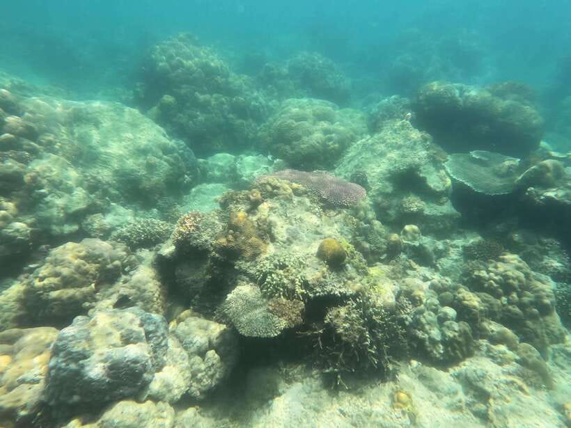 Coron: Dugong Watching with Sea Turtle and Coral Garden tour - Guides, organization, and group management