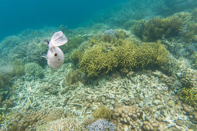 Coron Island Tour B (Private) - Coral reef garden and the white sand lunch stop