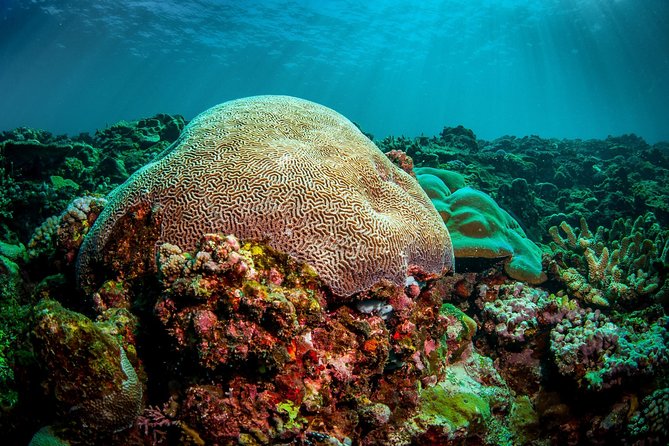 Coron Island Tour B (Shared Tour) - Coron Reef Garden: an extra look below the surface