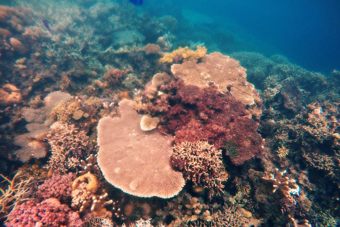 Coron Island Tour B (Shared Tour) - Barracuda Lake: a striking first swim