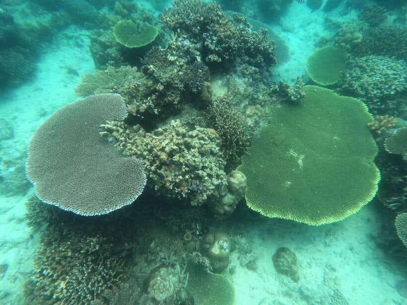 Coron: Kayangan Lake, Twin Lagoon, and Siete Pecados Tour - Coral Garden and Siete Pecados are the snorkeling core