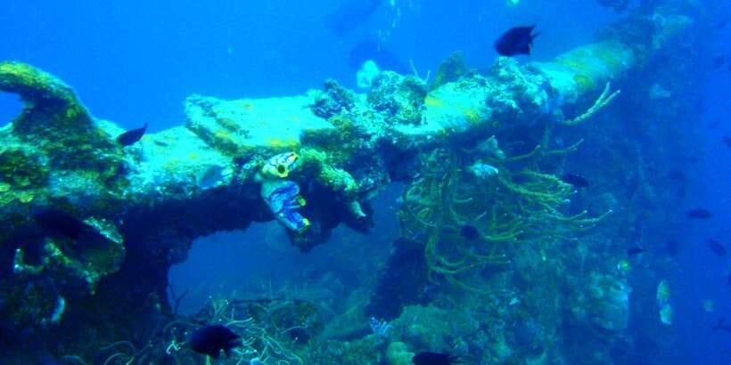 Coron Private Tour D: Reef and Wrecks - Who should book this Coron route