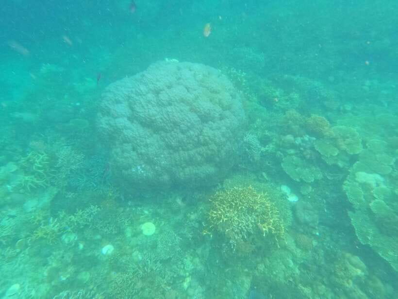 CORON:REEF AND WRECK - 2 JAPANESE WRECK AND PASS ISLAND TOUR - Who will enjoy this Coron tour most?
