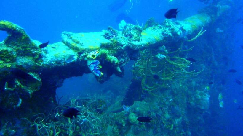 Coron Reef and Wrecks Tour (Private Tour) - Key points to know before you book