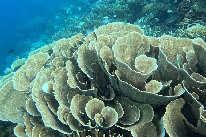 Coron Shipwrecks and Lusong Coral Garden tour (Private / Shared) - Lusong Gunboat at 90 minutes