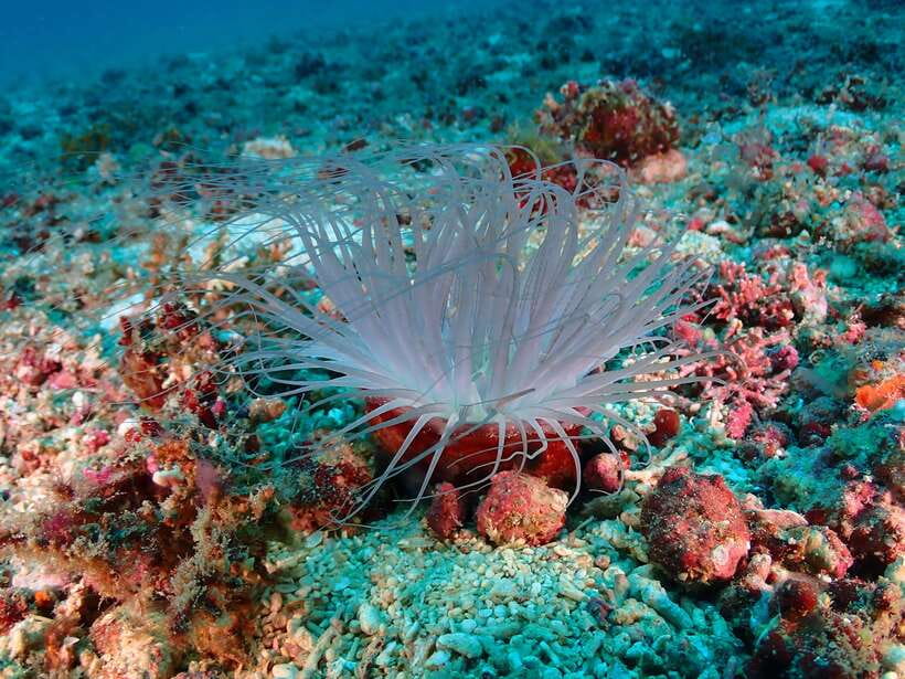 Discover Scuba Diving in Boracay - The Briefing and Basic Scuba Practice