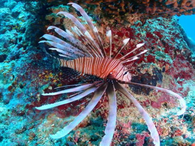 Discover Scuba Diving in Boracay