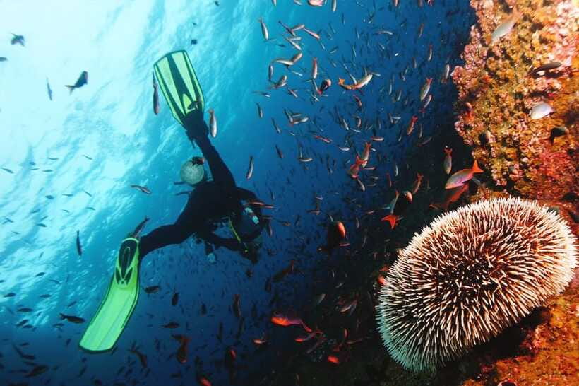 Discover Scuba Diving in Boracay - Marine Life and the Underwater View
