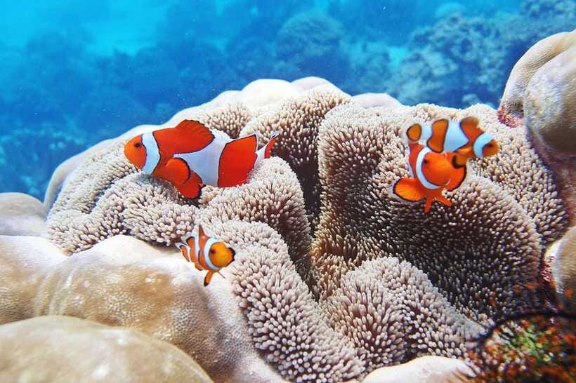 Discover Scuba Diving in Boracay - Safety, Medical Rules, and One Equipment Concern