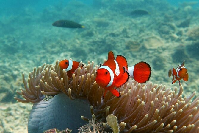 Discover Scuba diving in El Nido - Practical timing and meeting details