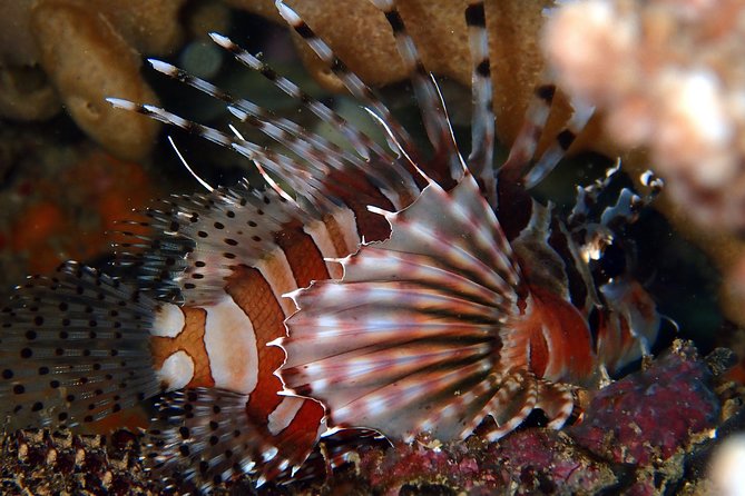 DiveGurus -Scuba Diving in Boracay - What the two-and-a-half-hour outing feels like