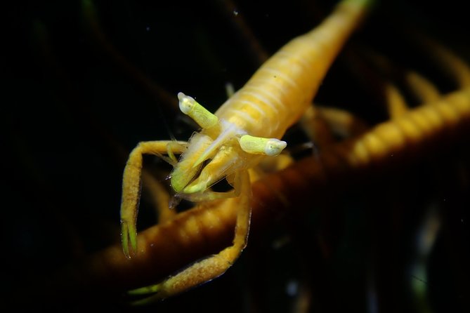 DiveGurus -Scuba Diving in Boracay - Marine life, turtles, and the value of a good guide