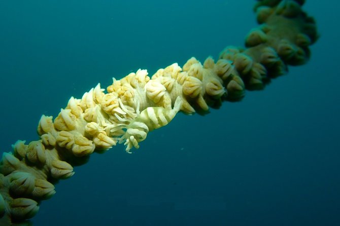DiveGurus -Scuba Diving in Boracay - Equipment, boat, and professional standards
