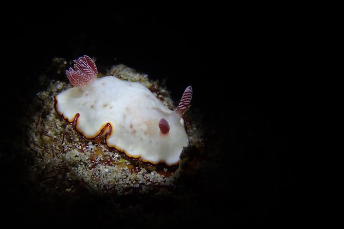 DiveGurus -Scuba Diving in Boracay - Why $50 can be good value